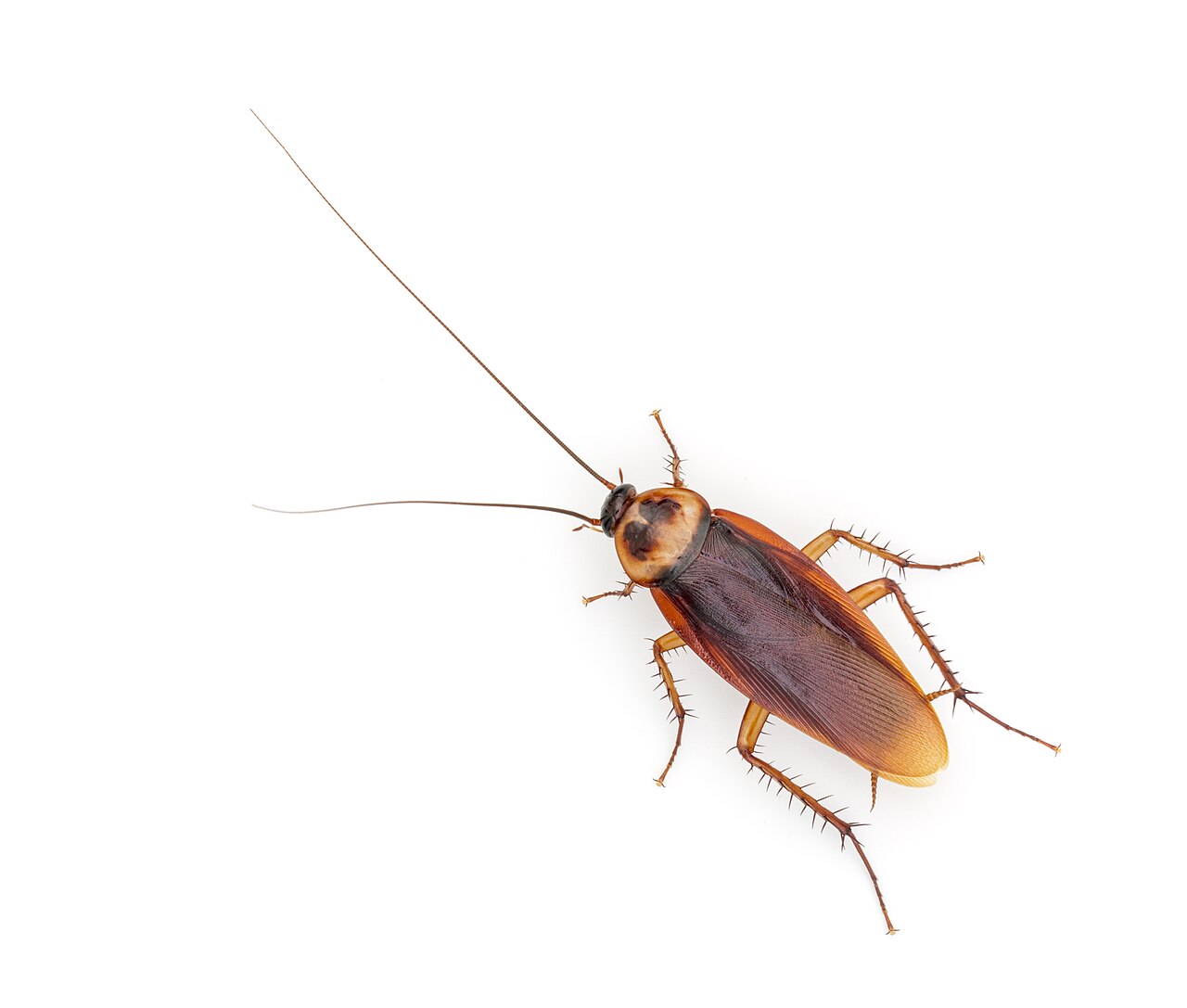 Reddish-brown American cockroach with a pale border behind the head