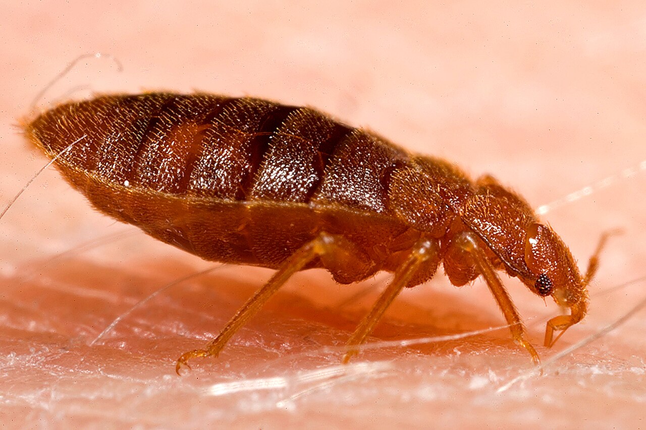 Adult bed bug viewed from the side while feeding in a documented reference photograph