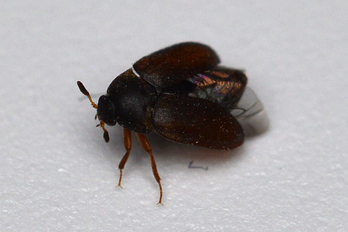 Adult black carpet beetle with its hard wing covers partly open