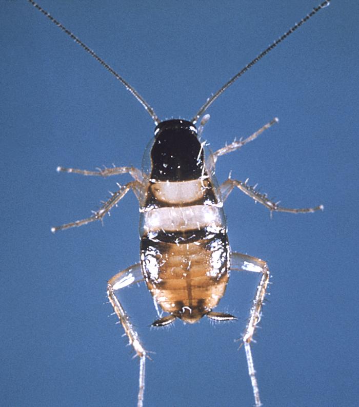 Brownbanded cockroach nymph showing pale bands across its dark body