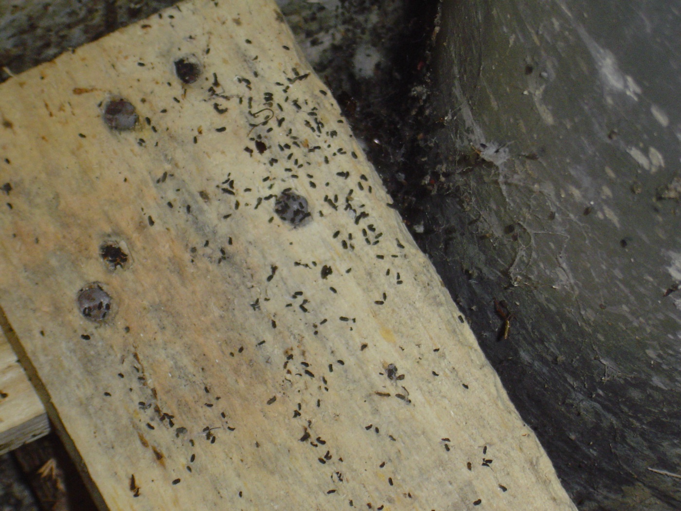 Small dark Oriental cockroach droppings scattered across a pale wooden surface