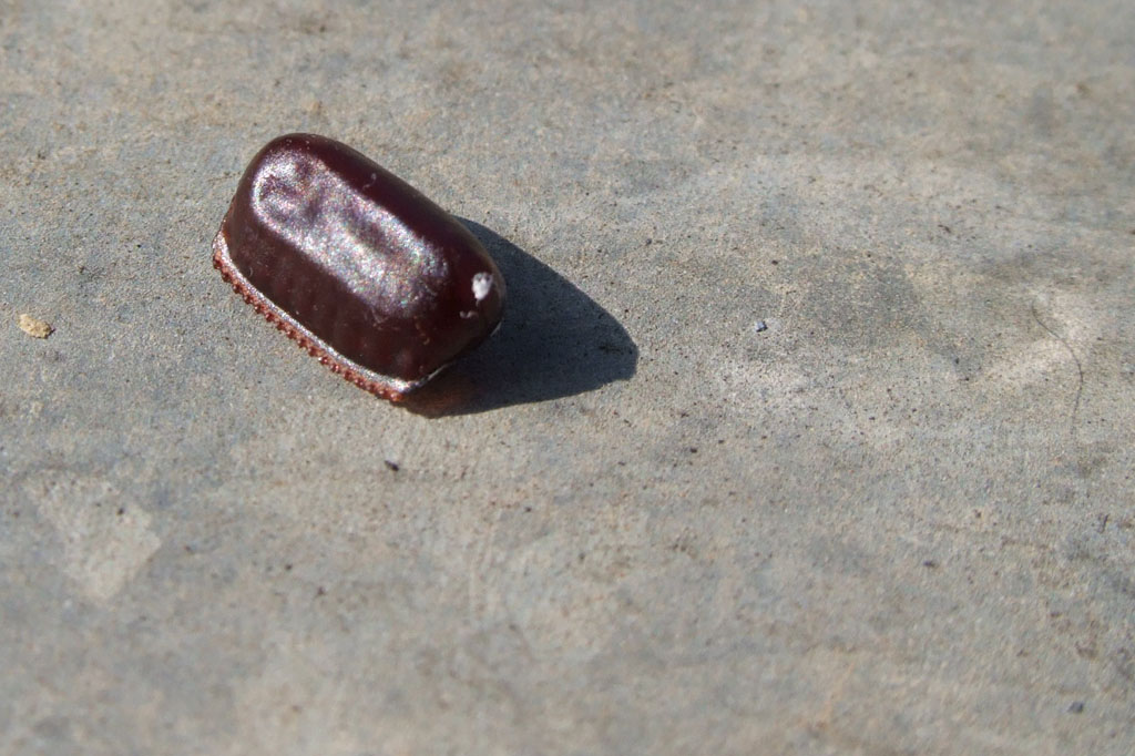 Detached dark brown American cockroach egg case showing its ridged edge on a plain surface