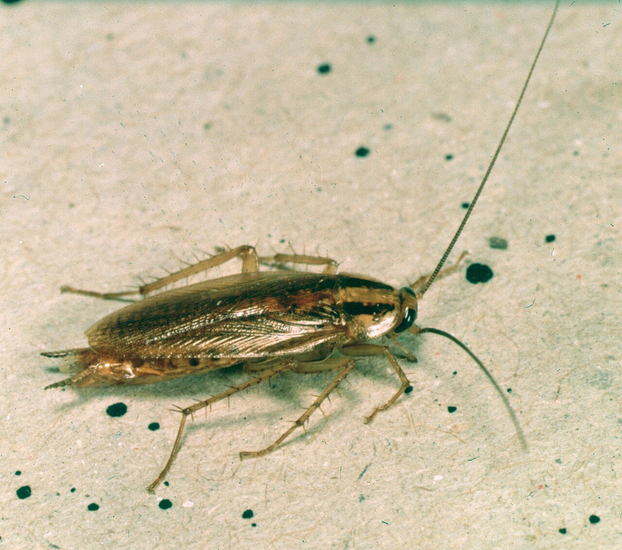 Adult German cockroach with two dark lengthwise markings behind the head