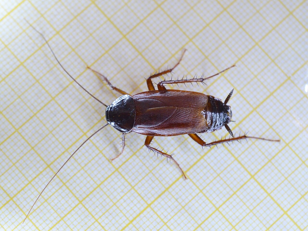 Male Oriental cockroach with dark body and wings shorter than its abdomen