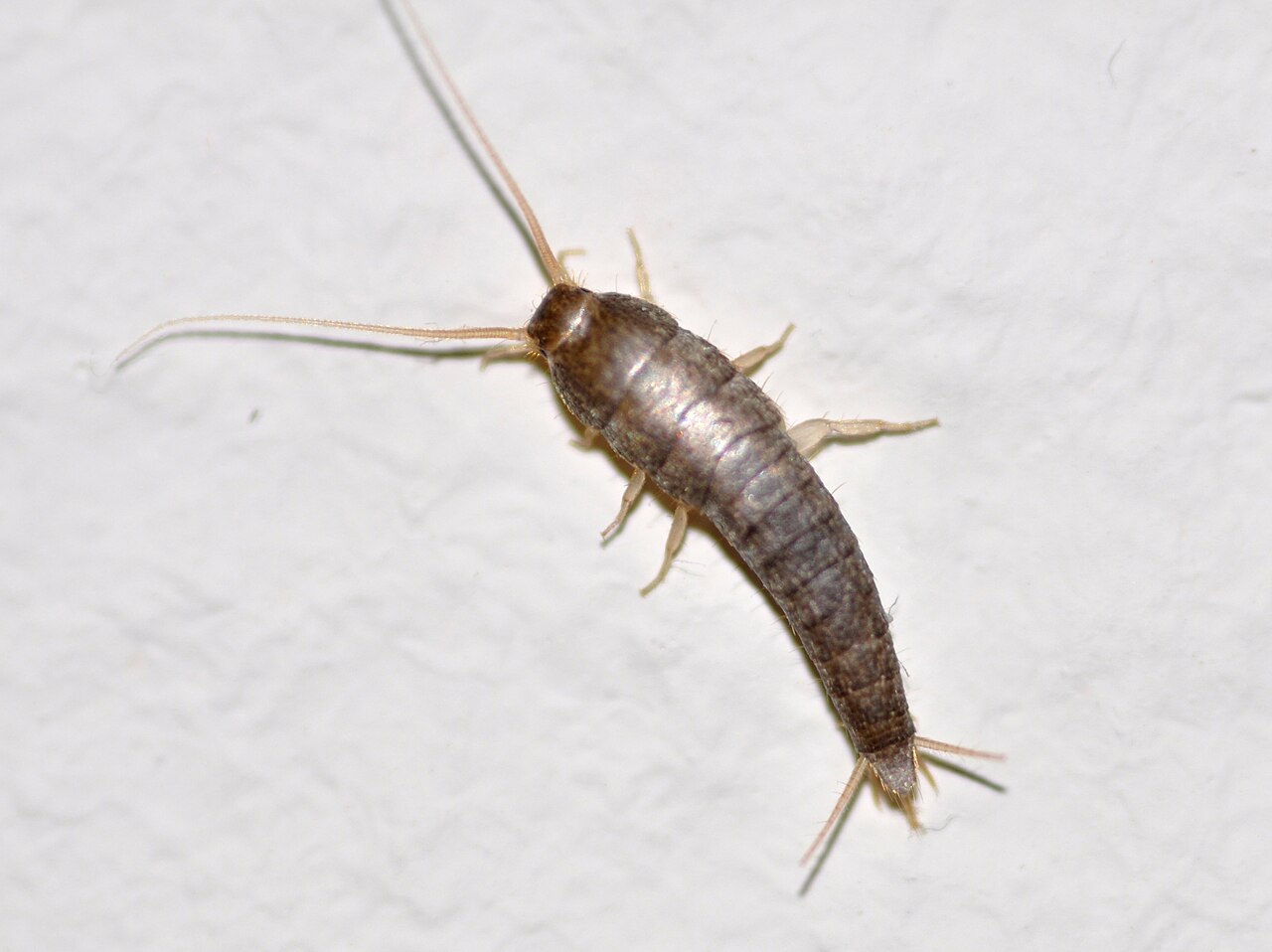 Silverfish with long antennae, tapered body, and three tail filaments