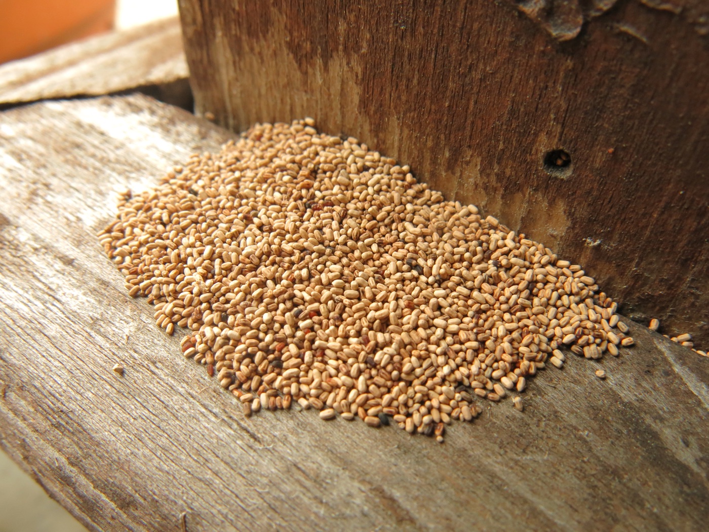 A pile of drywood termite fecal pellets on wood below a small opening